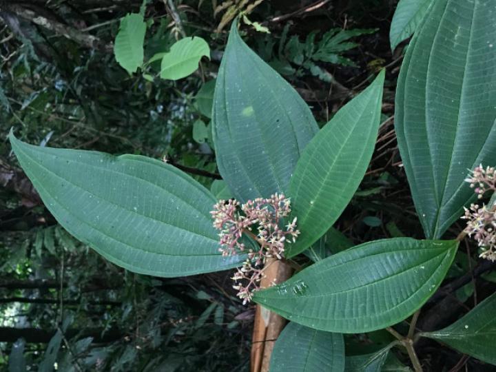 Miconia ligulata