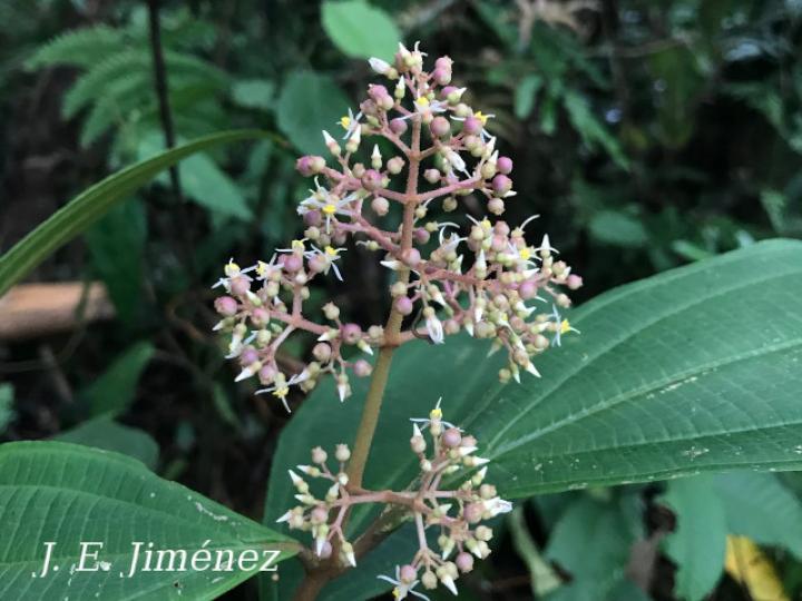 Miconia ligulata