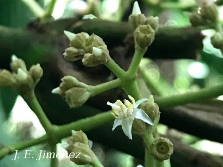 Miconia solearis
