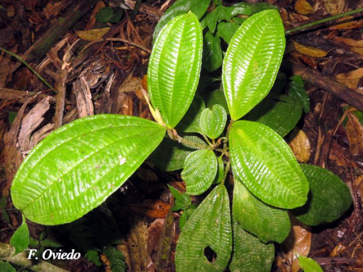 Miconia solearis