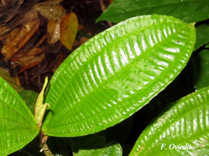 Miconia solearis