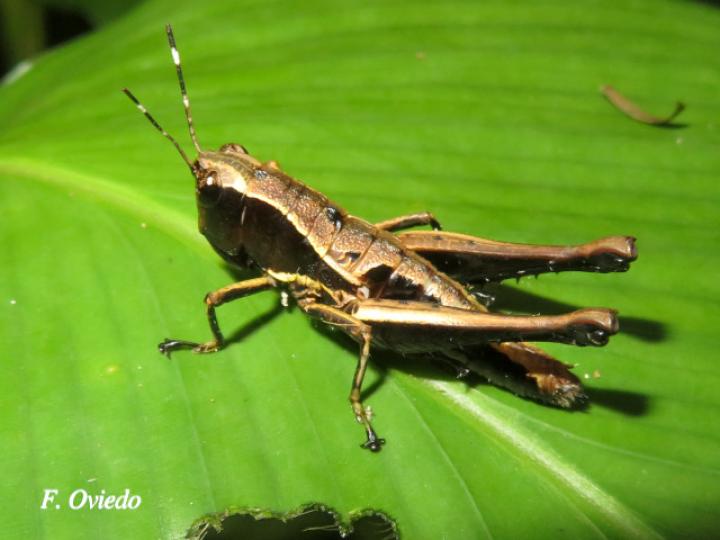 Microtylopteryx hebardi