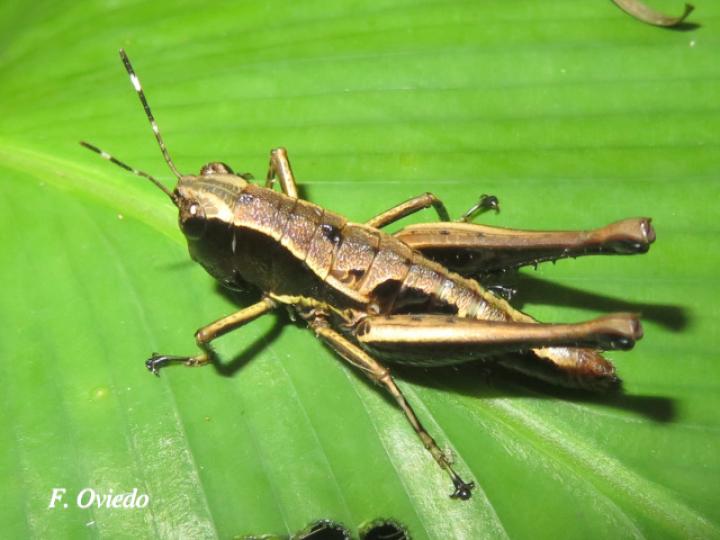 Microtylopteryx hebardi