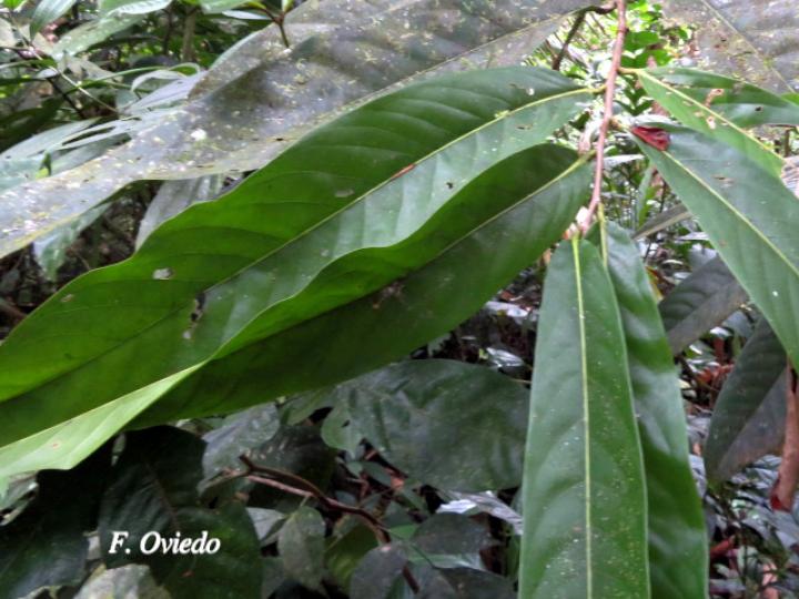 Moquilea platypus (Sonzapote, Zapote mechudo)