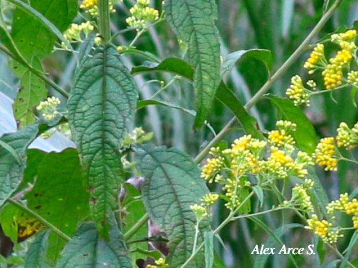 Neurolaena lobata (Gavilana)