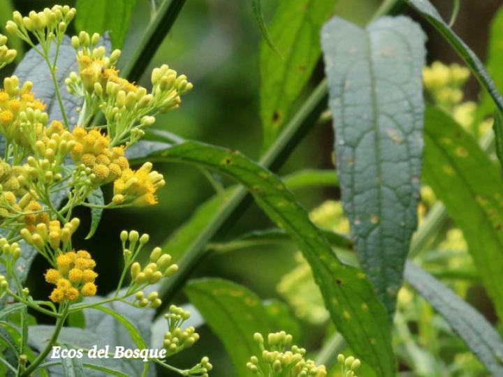 Neurolaena lobata (Gavilana)