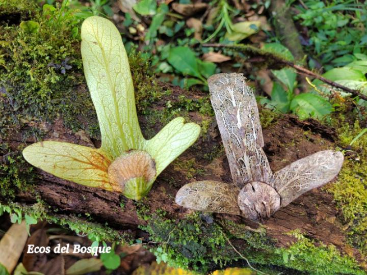 Oreomunnea pterocarpa (Campano, Gavilán blanco)bl