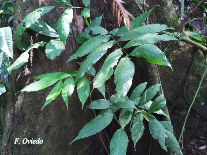 Oreomunnea pterocarpa (Campano, Gavilán blanco)