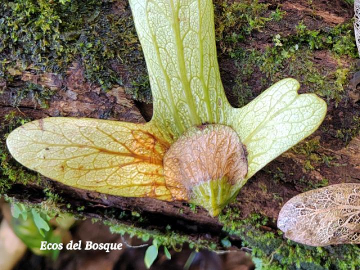 Oreomunnea pterocarpa (Campano)