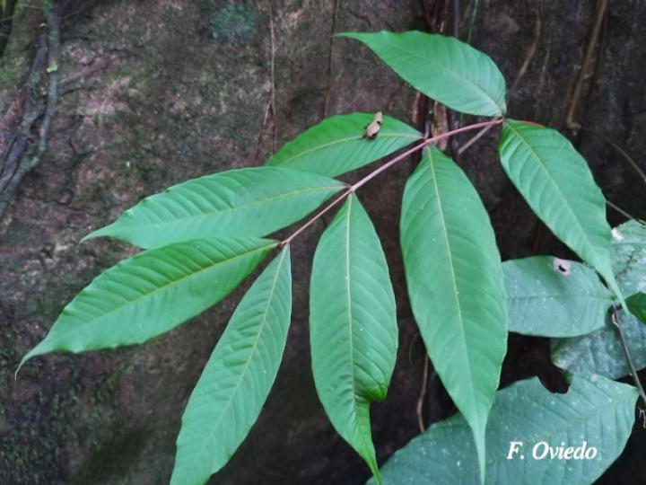Oreomunnea pterocarpa (Campano)