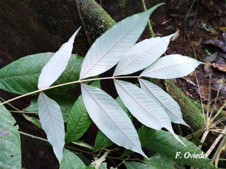 Oreomunnea pterocarpa (Campano)
