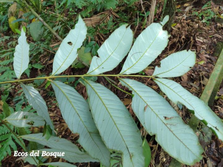Oreomunnea pterocarpa (Campano)