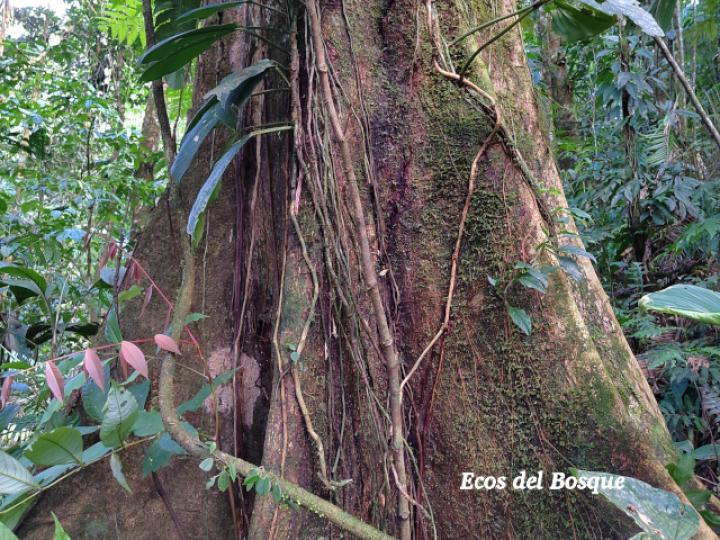 Oreomunnea pterocarpa (Campano)