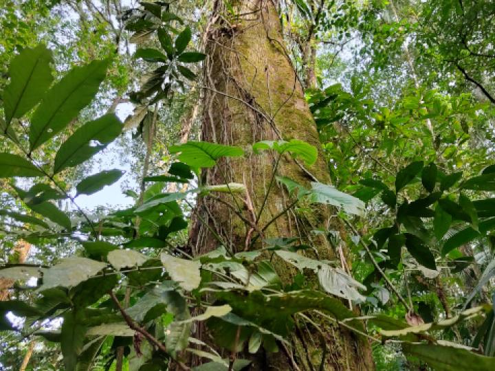 Oreomunnea pterocarpa (Campano)