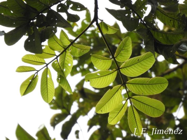 Ormosia amazonica (Nene)