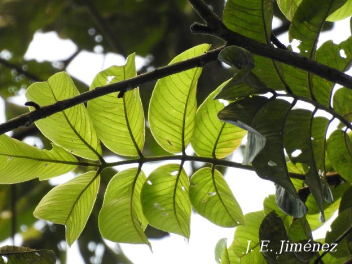 Ormosia amazonica (Nene)