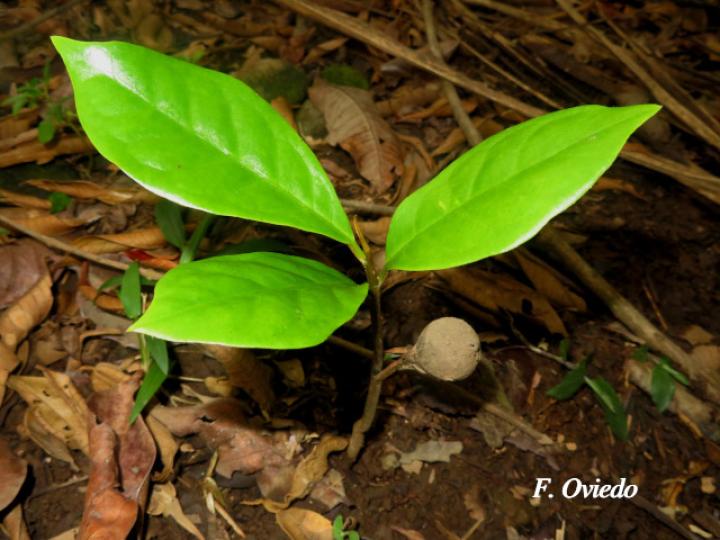 Otoba novogranatensis (Hoja dorada)