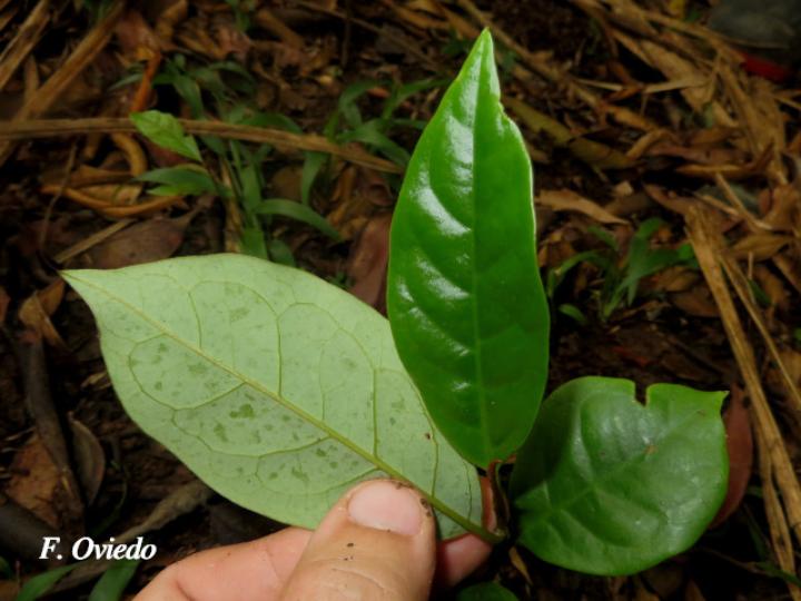 Otoba novogranatensis (Hoja dorada)