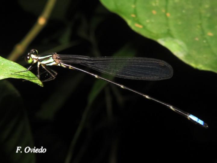 Palaemnema dentata (Caballitos de sombra, Macho)