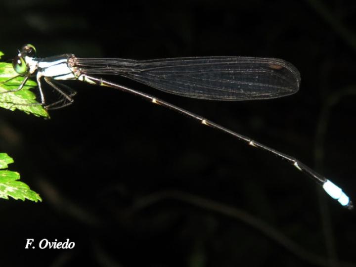 Palaemnema dentata (Caballitos de sombra, Macho)