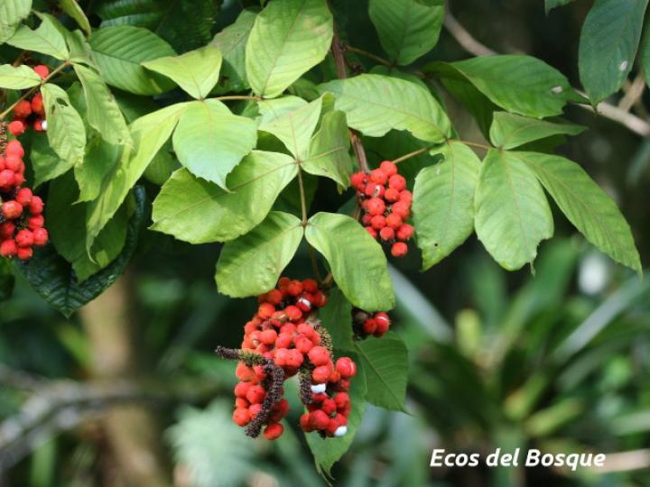 Paullinia rugosa