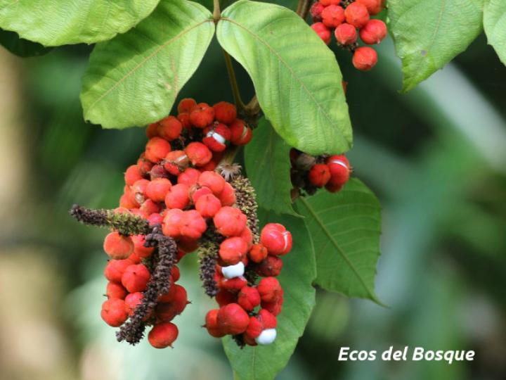 Paullinia rugosa