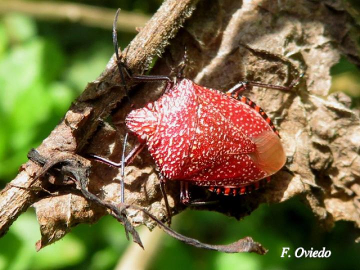 Pellaea stictica (Chinche)