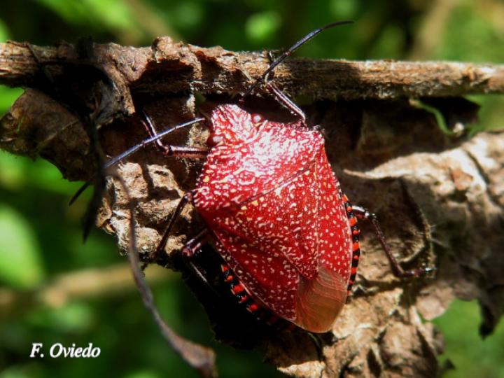 Pellaea stictica (Chinche)