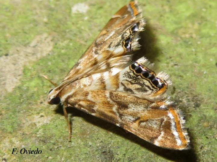 Petrophila tapanti