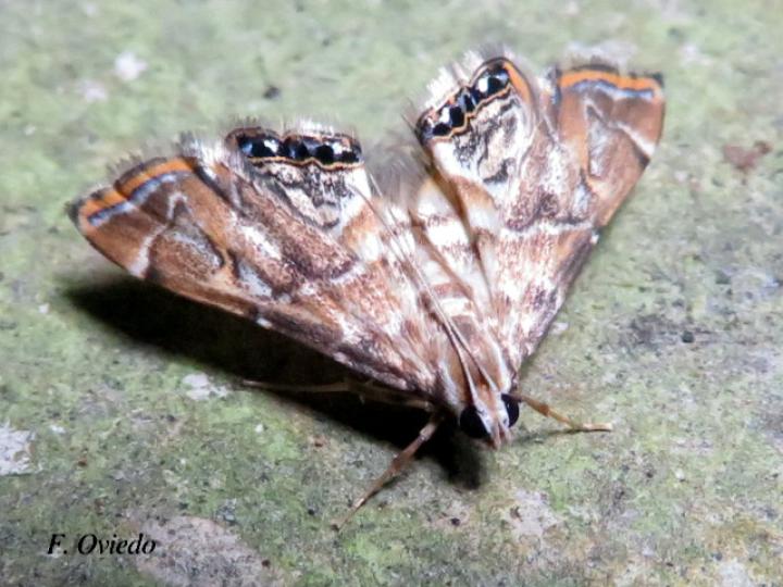 Petrophila tapanti