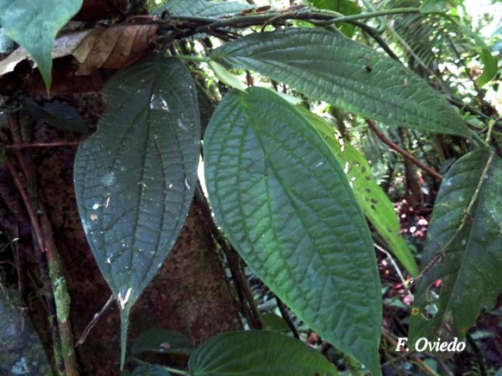 Piper arcteacuminatum