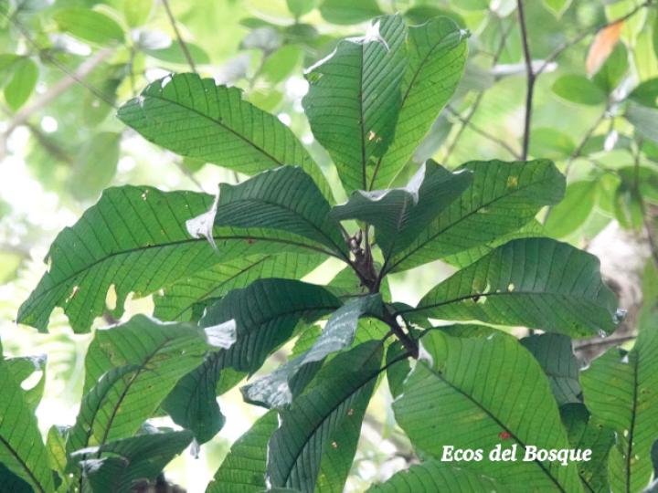 Pouteria torta (Níspero mamoncillo)