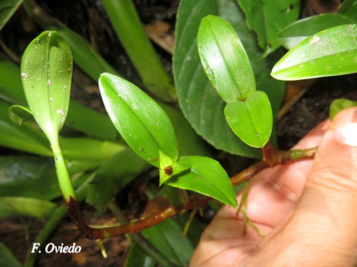 Prosthechea pygmaea