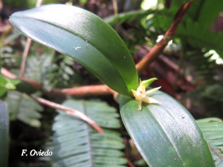 Prosthechea pygmaea 