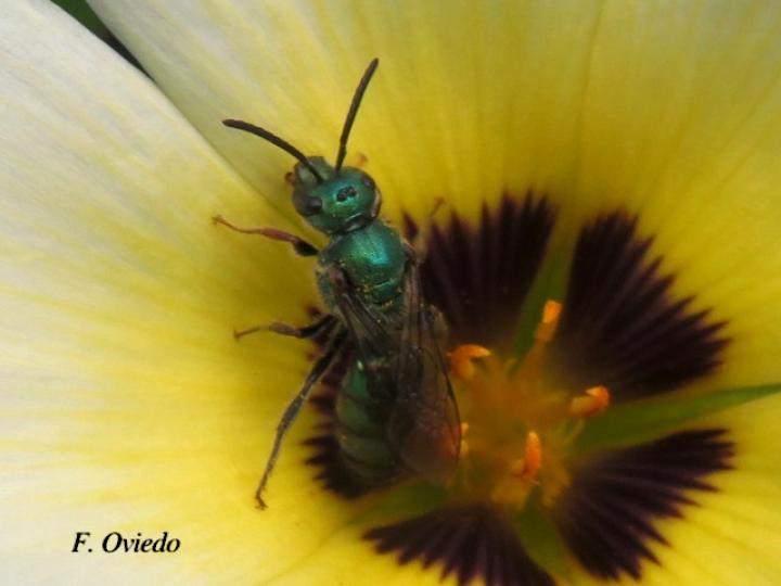 Pseudaugochlora graminea (Abeja esmeralda)