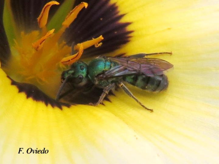Pseudaugochlora graminea (Abeja esmeralda)