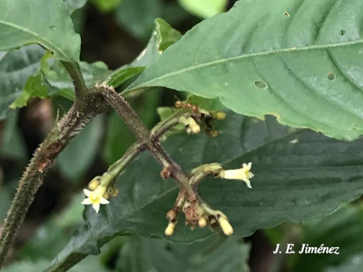 Psychotria cyanococca