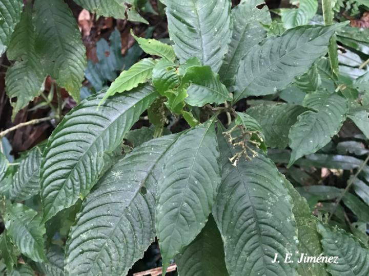 Psychotria cyanococca