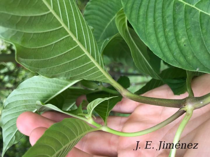 Psychotria luxurians