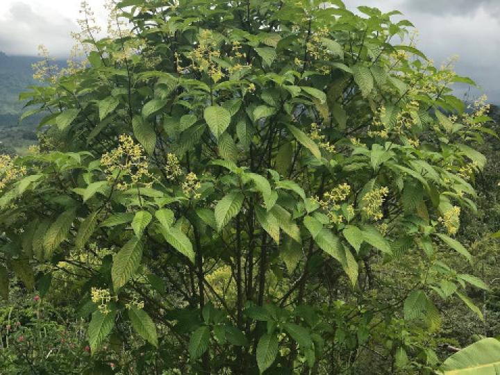 Psychotria luxurians
