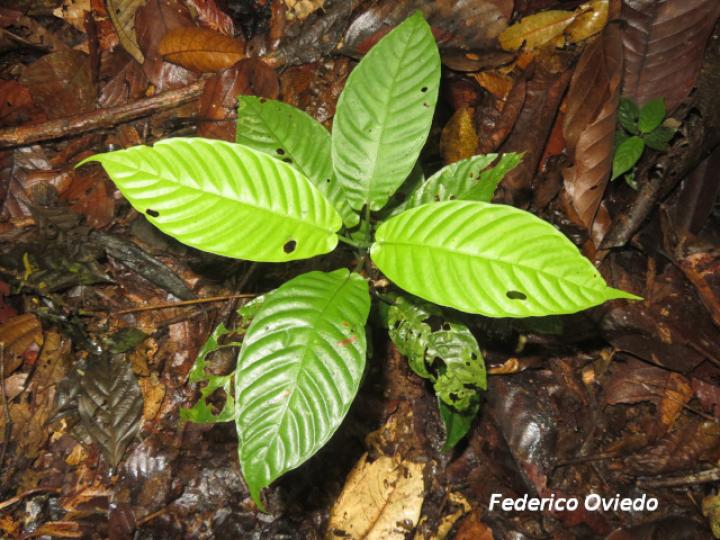 Psychotria panamensis