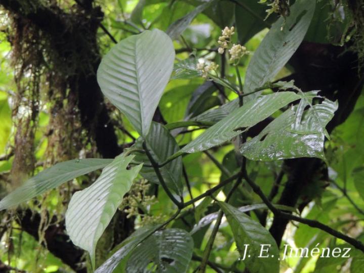 Psychotria panamensis