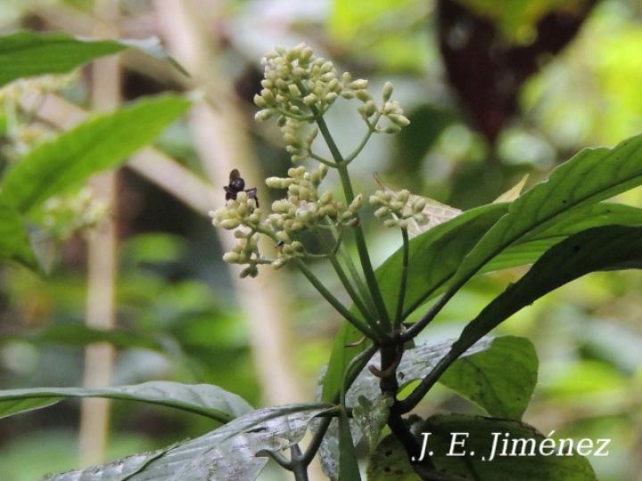 Psychotria panamensis