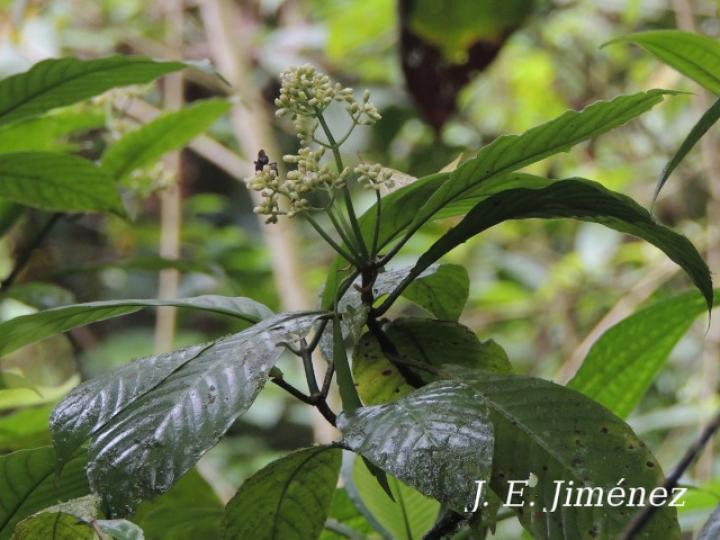 Psychotria panamensis