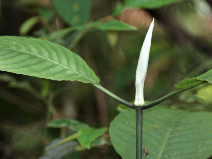 Psychotria panamensis