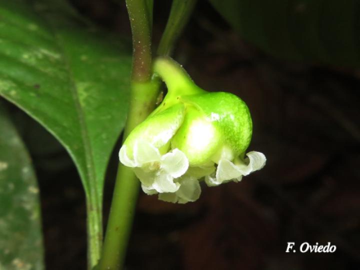 Psychotria platypoda 