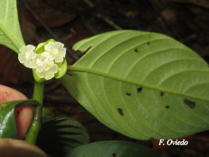 Psychotria platypoda