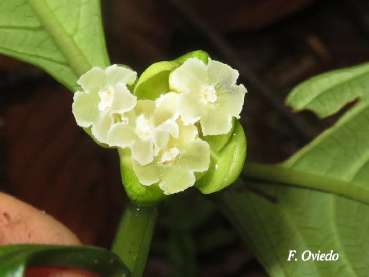 Psychotria platypoda