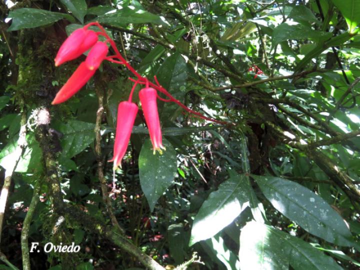 Quassia amara (Hombre grande)