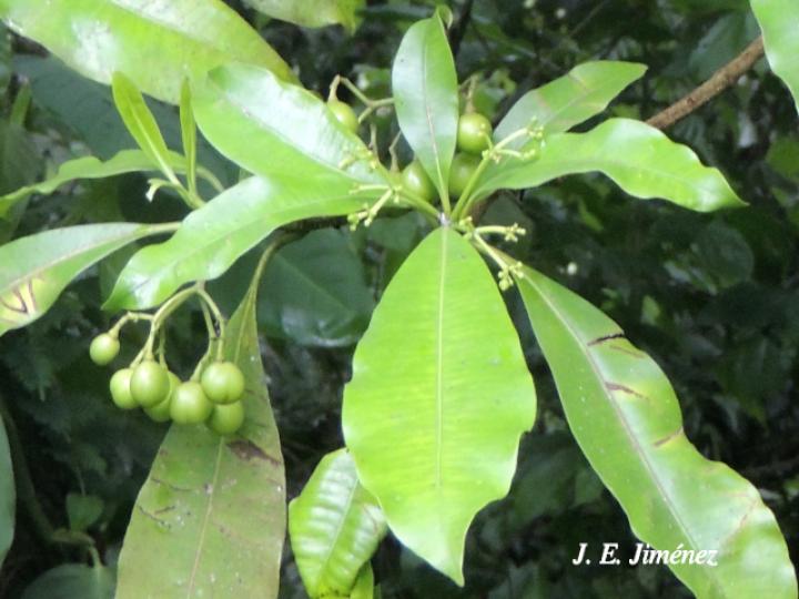 Rauvolfia aphlebia